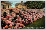 Antique Pink Hydrangea Hedge Winter Floral Garden House 1909 Hydrangea