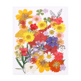 50 Pcs Dried Pressed Flower Leaves Bulk for Resin, Colorful Dried Flower