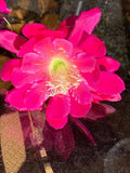 25+ FRESH SEEDS Epiphyllum Orchid Cactus MEADOW ROSE x SONOMA SUNSHINE free ship Orchids