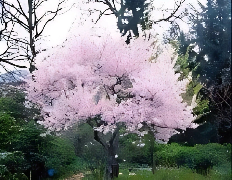 1 live Autumnalis Flowering Cherry Tree 2ft tall now blooms 2X year pink flowers Flowering Plants