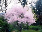 1 live Autumnalis Flowering Cherry Tree 2ft tall now blooms 2X year pink flowers Flowering Plants