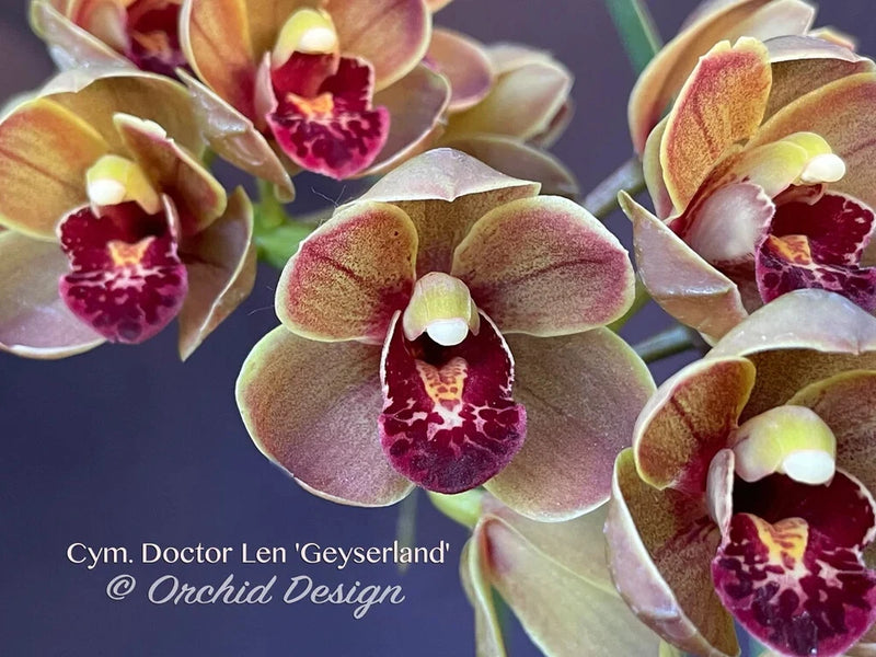 Purple and yellow cymbidium orchid flowers with speckled dark centers and cream throats