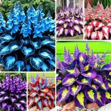 Hosta Shade Garden Seeds 210pcsÐ Decorative Foliage Plants Ð Ideal for Gifts Green Plant