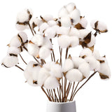 DomeStar Cotton Stems, Natural Dried Cotton 8 Packs Total 15 Bolls Cotton Sprigs Dried Flower