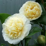 **JURY'S YELLOW**Unique Bloom**Camellia Japonica-Live Starter Plant -USA SELLER Garden Plants
