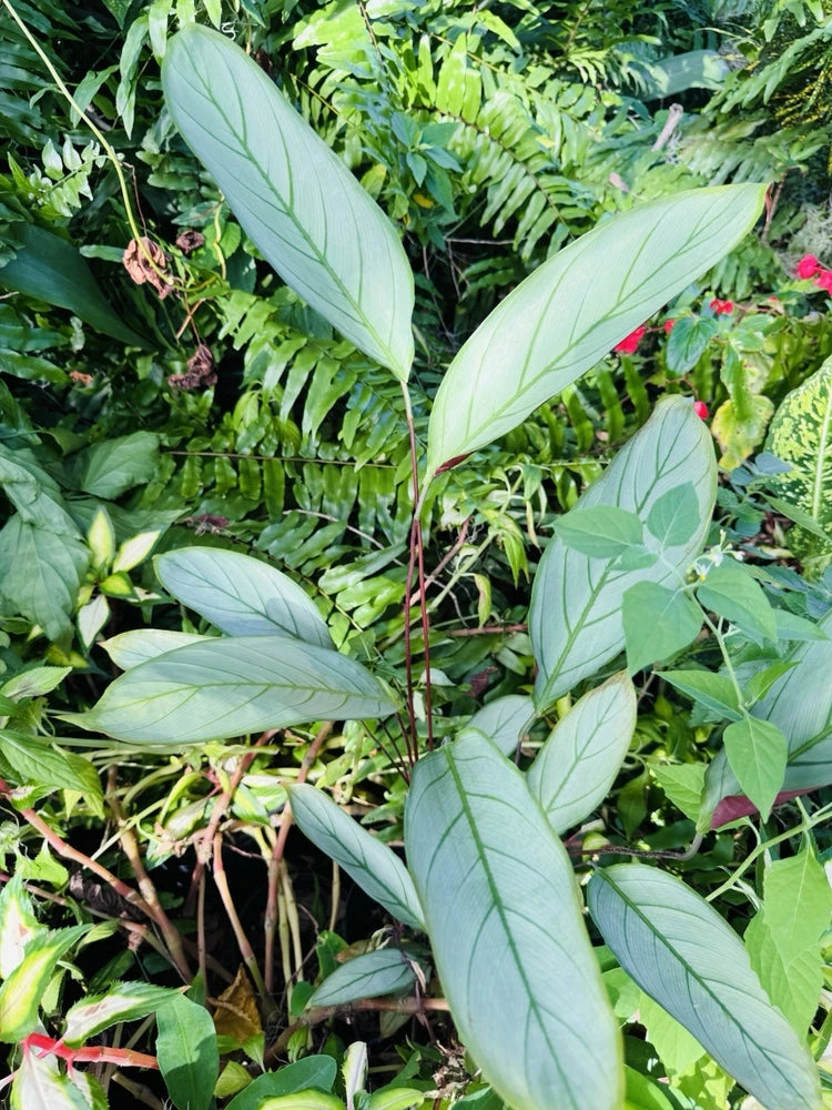 Ctenanthe orchids plant with long pale-green leaves and prominent veins