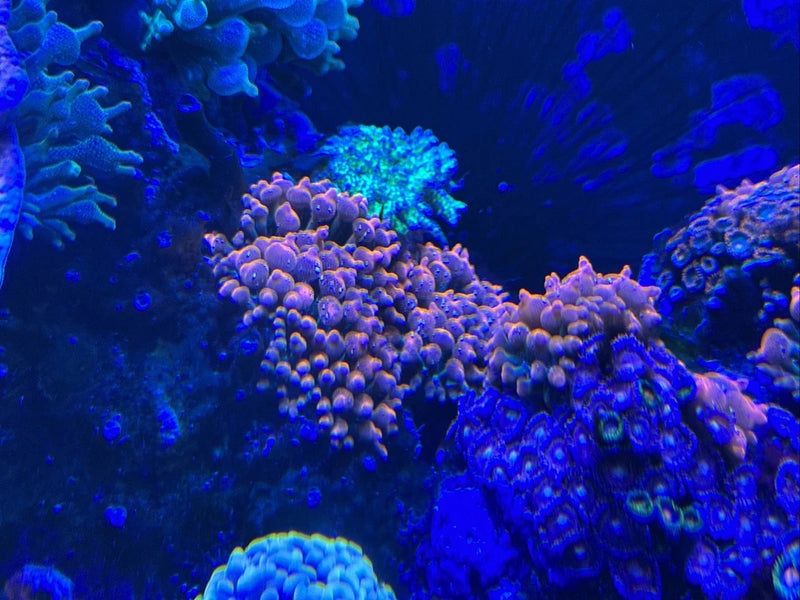 Red Devil Bubble Tip Anemone 2-3Ó - Aquacultured Anemone