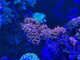 Red Devil Bubble Tip Anemone 2-3Ó - Aquacultured Anemone