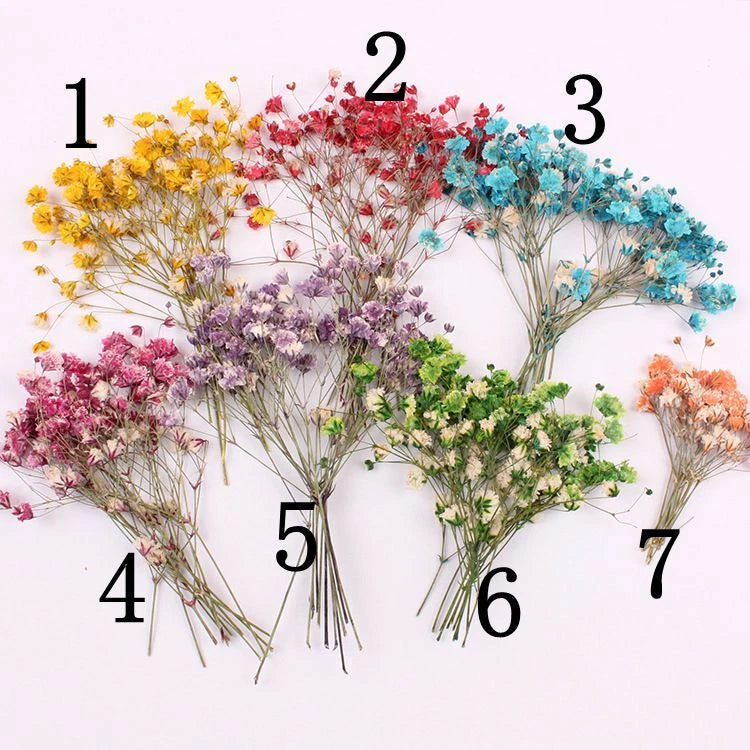 Pressed baby's breath flower stems, 12-pack with mixed dyed colors