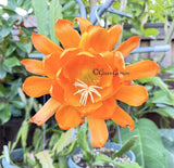 YELLOWHEAD Epiphyllum Orchid Cactus Succulents Orchids