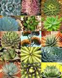 AGAVE variety MIX, rare plant exotic garden desert succulent landscape -30 seeds Garden Plants