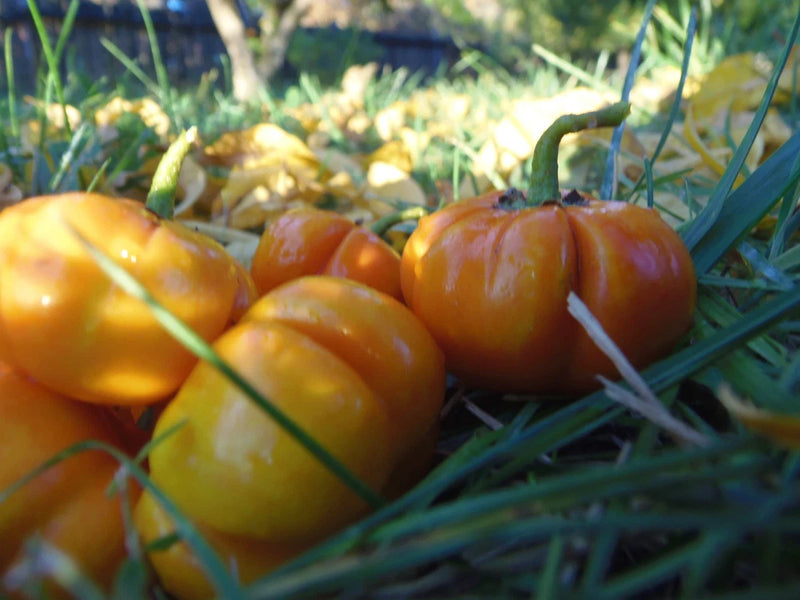 Orange and yellow heirloom eggplants growing on stems in grass