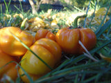 Pumpkin Tree - Fun ornamental and edible heirloom eggplant Garden Plants