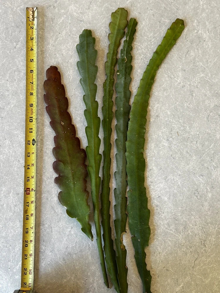 Red orchid cactus cuttings with green segmented stems beside size ruler