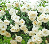 50+ ROSES flower rose plant fresh live plant rose seeds plant cuttings live seed,to Orchids