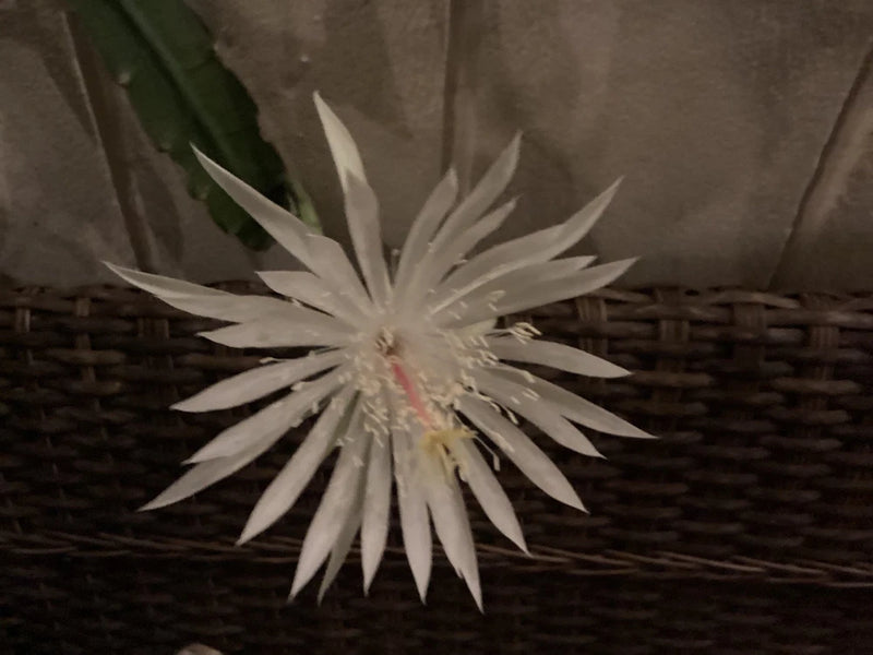 White orchid cactus flower bloom with long narrow petals