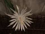 Epiphyllum Oxypetalum (Queen of the Night Orchid Cactus) 4 living  cuttings Orchids