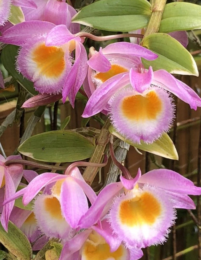 Dendrobium loddigesii orchid cluster with purple blooms, orange-yellow centers, green leaves