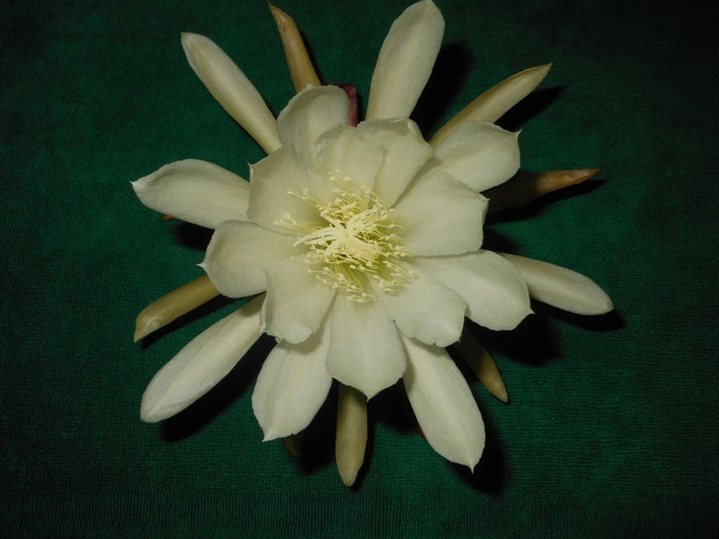 White orchid cactus bloom with long petals and yellow stamens