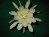 EPIPHYLLUM ORCHID CACTUS                              YOUNG NUN Orchids