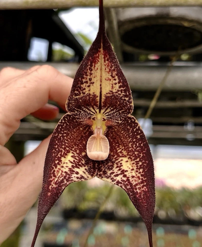 Orchid flower with dark maroon speckled petals and pale center pouch