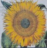 TWO Individual Napkins Sunflower Flowers Lunch Decoupage (574) Sunflower