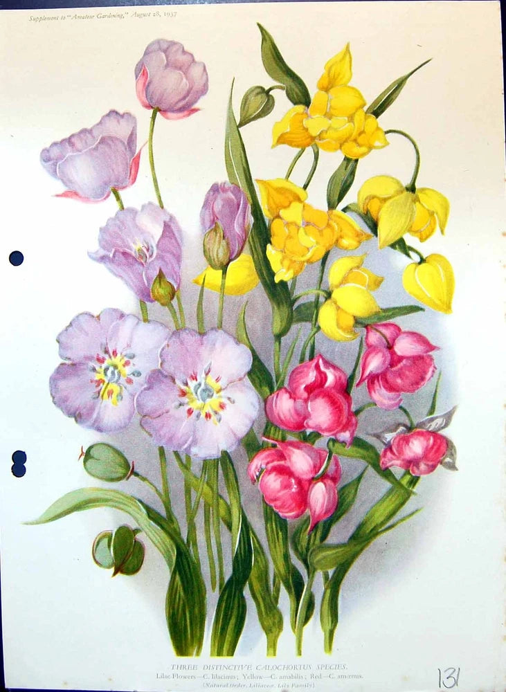 Old Calochortus Lilac Flowers Lilacinus Amabilis Lily Family Colour F Lily