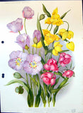 Old Calochortus Lilac Flowers Lilacinus Amabilis Lily Family Colour F Lily
