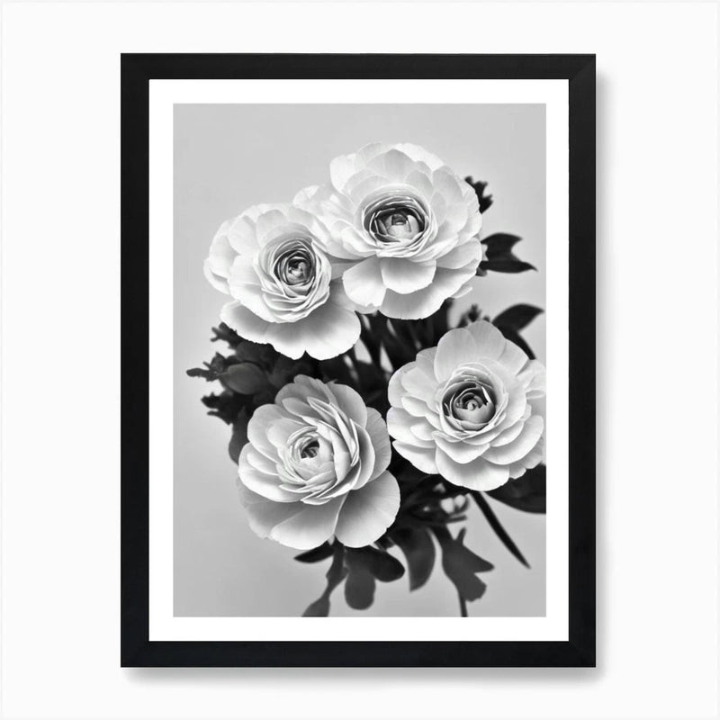 Ranunculus B&W Pencil 2 Flower Art  Framed Wall Art Poster Canvas Print Picture Ranunculus