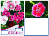 20 SEEDS Mixed Pink Chinese Carnation flower exotic garden bed plant USA Seller Carnation