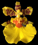 Onc_GOWER RAMSEY_dancing lady orchid EZ grow (NOT in-bud/bloom when shipped) Orchids