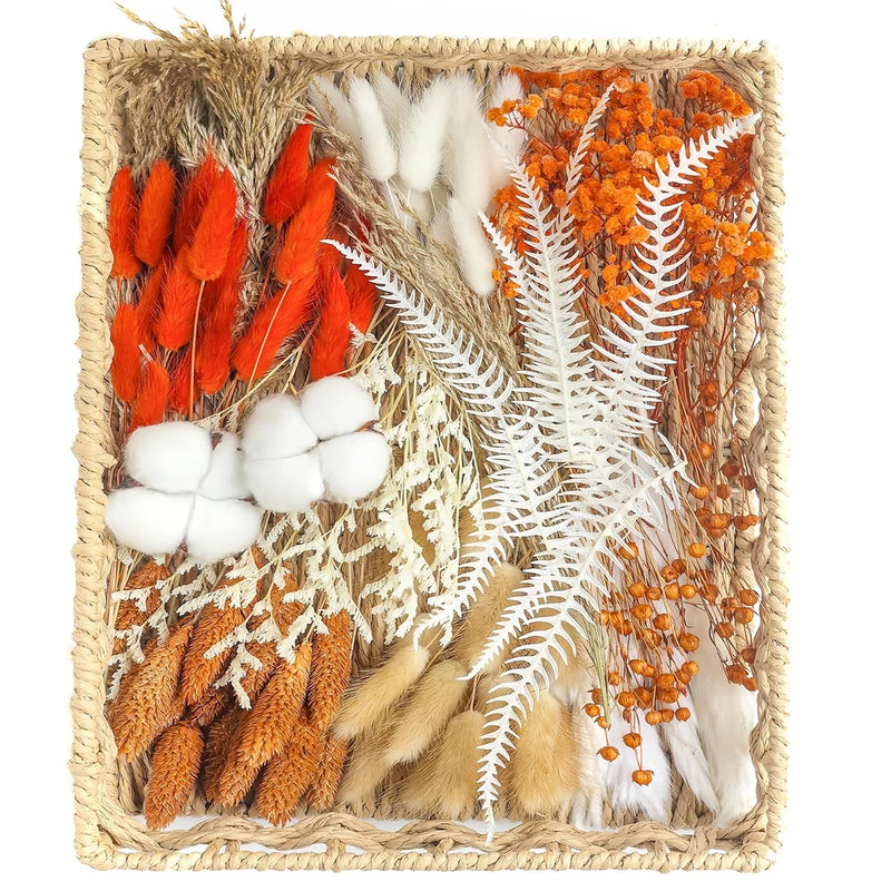xin's convey DIY Natural Preserved Flower Kit Wholesale Orange Pampas Grass