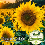 Black Oil Sunflower Seeds for Planting Attract Pollinators/Bees, etc | Non-GMO Sunflower