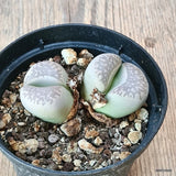 D5565 LITHOPS AUCAMPIAE pot10-H3,5-W7 cm MaMa Cactus Green Plant