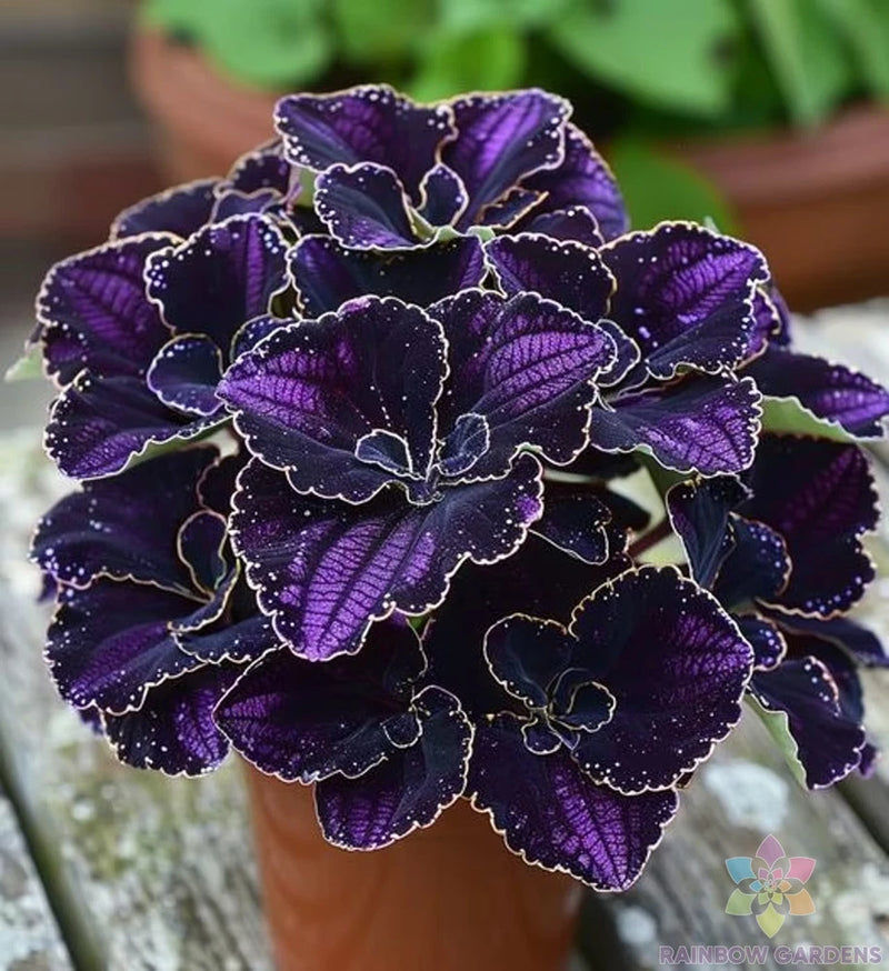 25+ Amethyst Coleus Seeds for Garden Planting - USA - FREE SHIPPING! Garden Plants