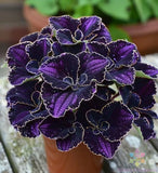 25+ Amethyst Coleus Seeds for Garden Planting - USA - FREE SHIPPING! Garden Plants