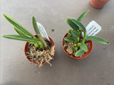 Orchid live rupicola Laelia brettiana - bare root Orchids