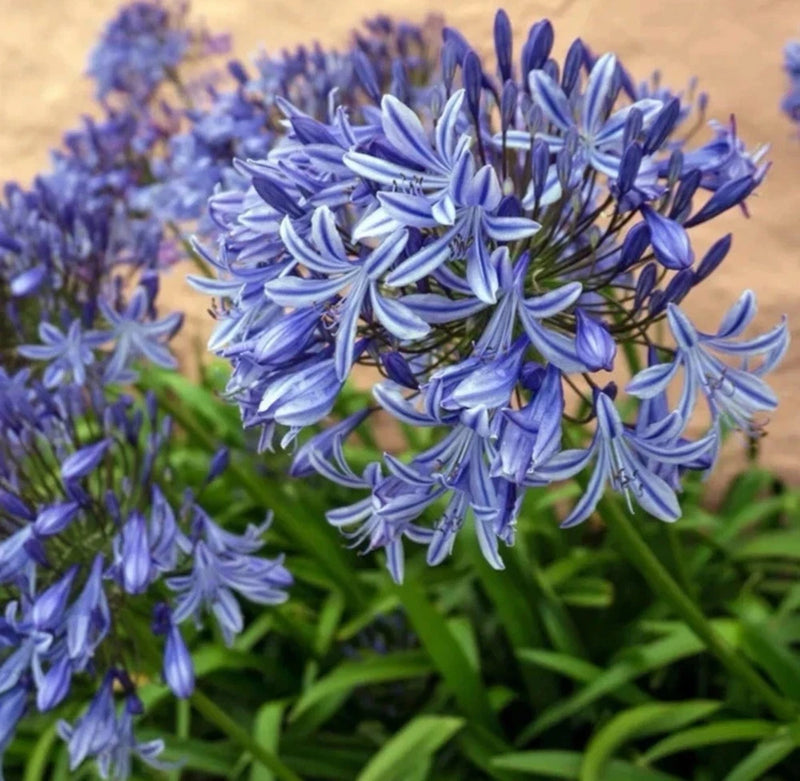 50+  Seeds Lily of the Nile -Giant Blue Agapanthus  -- African Lily Lily