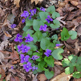 Viola rotundifolia (Blue Garden Violet) Bare-root/Bulbs Garden Plants