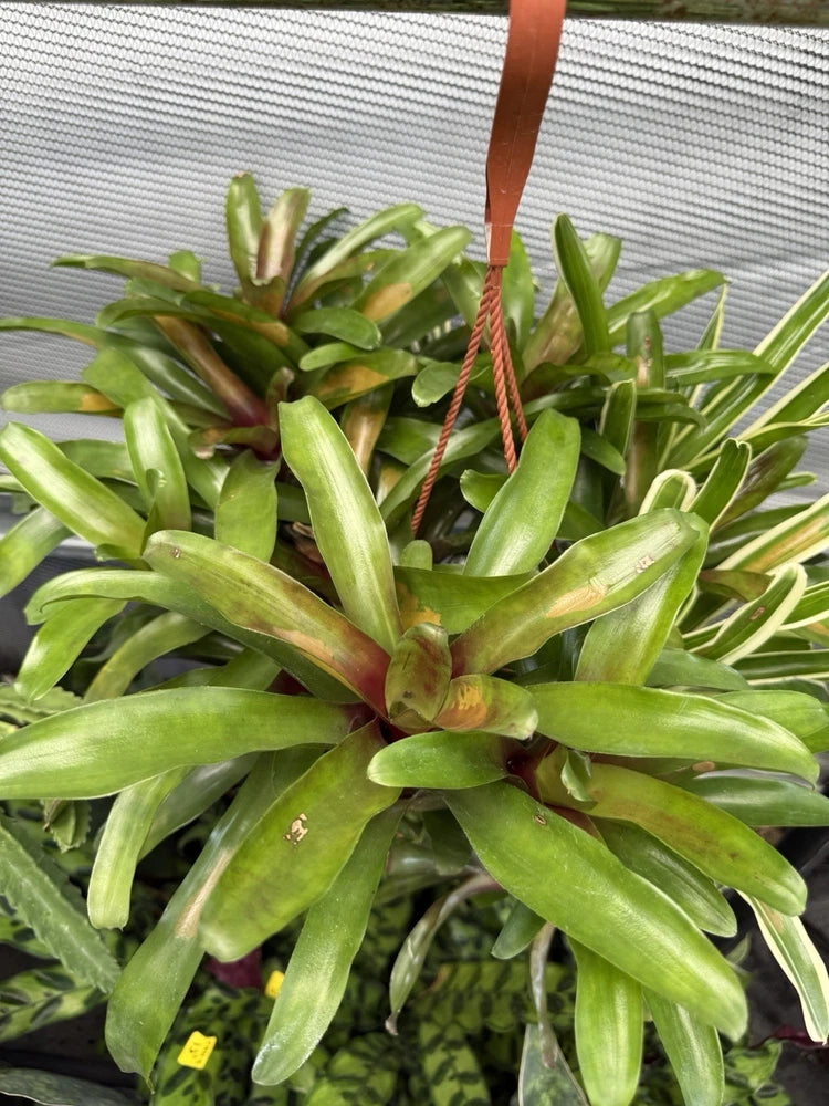 Bromeliad plant in a hanging woven basket with long green leaves