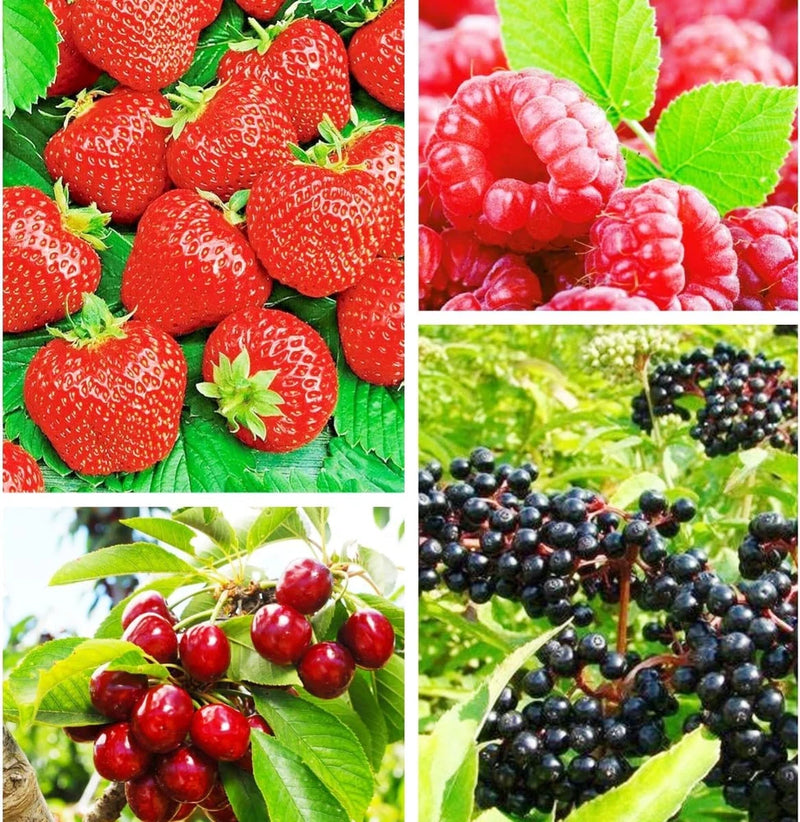 Berry Seeds Variety Pack, 310 Seeds Total, Non-Gmo Strawberry, Raspberry, Elderb Garden Plants