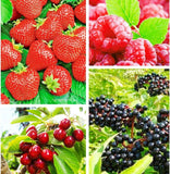 Berry Seeds Variety Pack, 310 Seeds Total, Non-Gmo Strawberry, Raspberry, Elderb Garden Plants