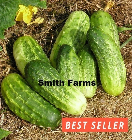 15+ Seeds Northern Pickling Cucumber Easy Vegetable Garden Planting Edible Garden Plants