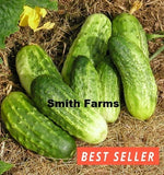 15+ Seeds Northern Pickling Cucumber Easy Vegetable Garden Planting Edible Garden Plants