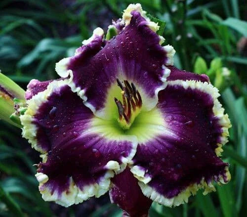 Purple lily flower with white ruffled petals