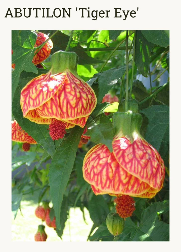 Tiger Eye Abutilon Flowering Maple SMALL ROOTED STARTER Plant Garden Plants