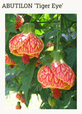 Tiger Eye Abutilon Flowering Maple SMALL ROOTED STARTER Plant Garden Plants