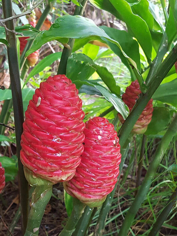 3 Shampoo Ginger Rhizomes, Zingiber Zerumbet, Pine Cone,  Free Offer Lily
