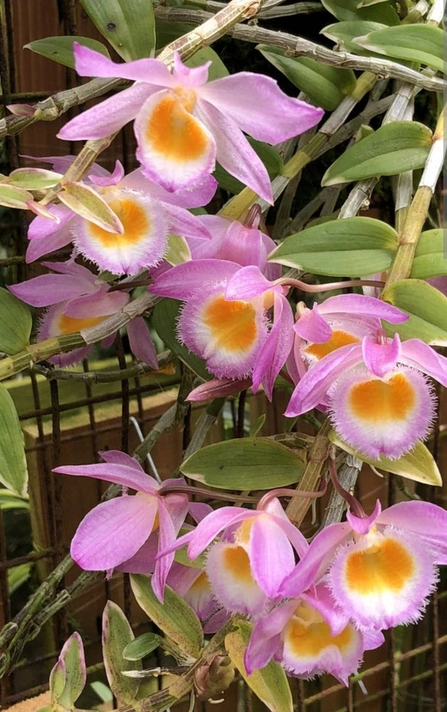 Pink Dendrobium orchids in a 4-inch hanging basket with green leaves