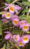 Dendrobium Loddigesii Fragrant Mini in 4in hanging basket Blooming size Pink Orchids